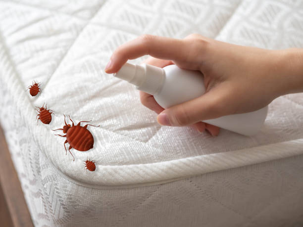 Best Termite Control Services  in Zanesville, OH